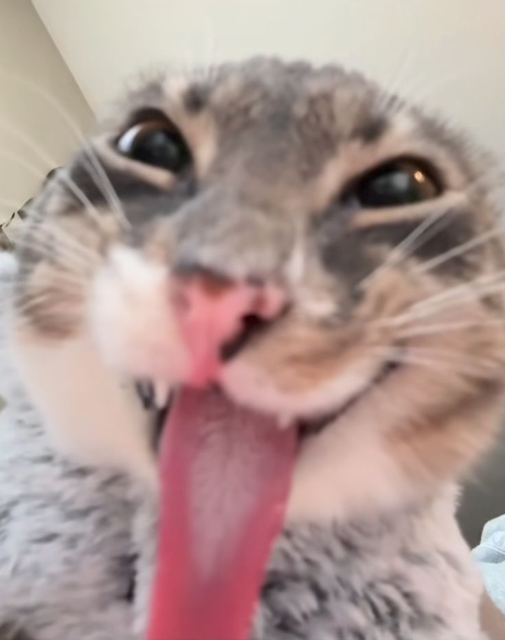 meme of freaky cat with tongue out